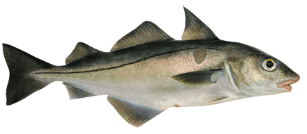 haddock